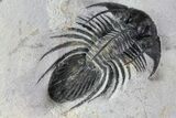 Bargain, Kolihapeltis Trilobite - Rare Species #72893-3